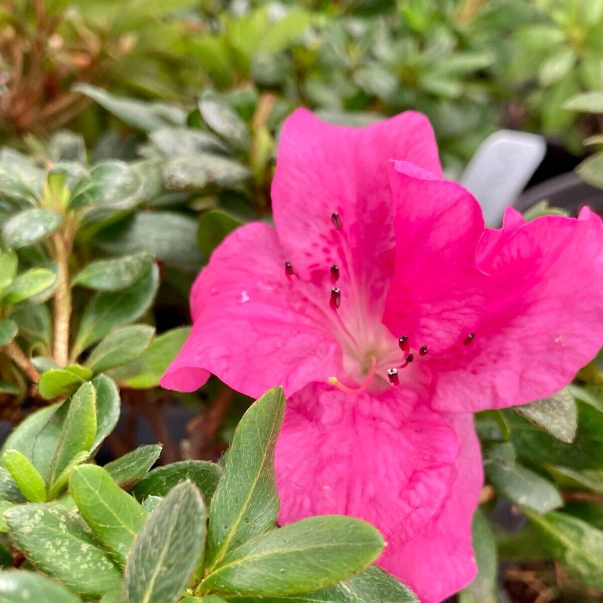 Satsuki Azalea | Bonsai Northwest