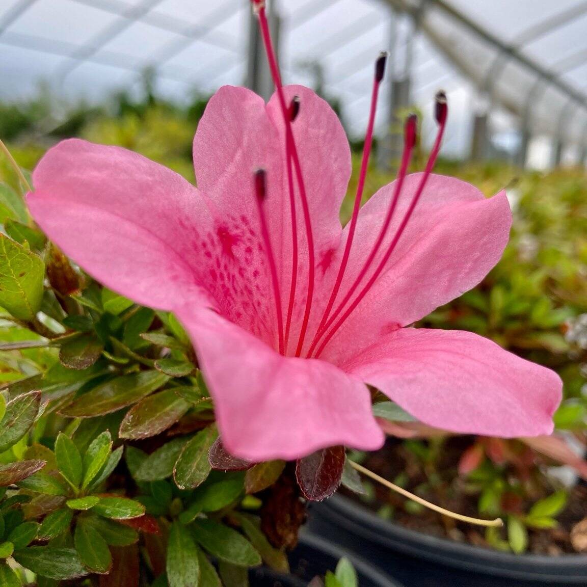 Satsuki Azalea | Bonsai Northwest