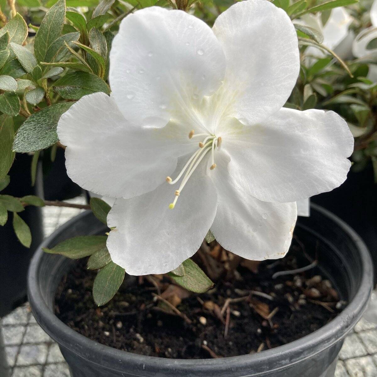 Satsuki Azalea | Bonsai Northwest