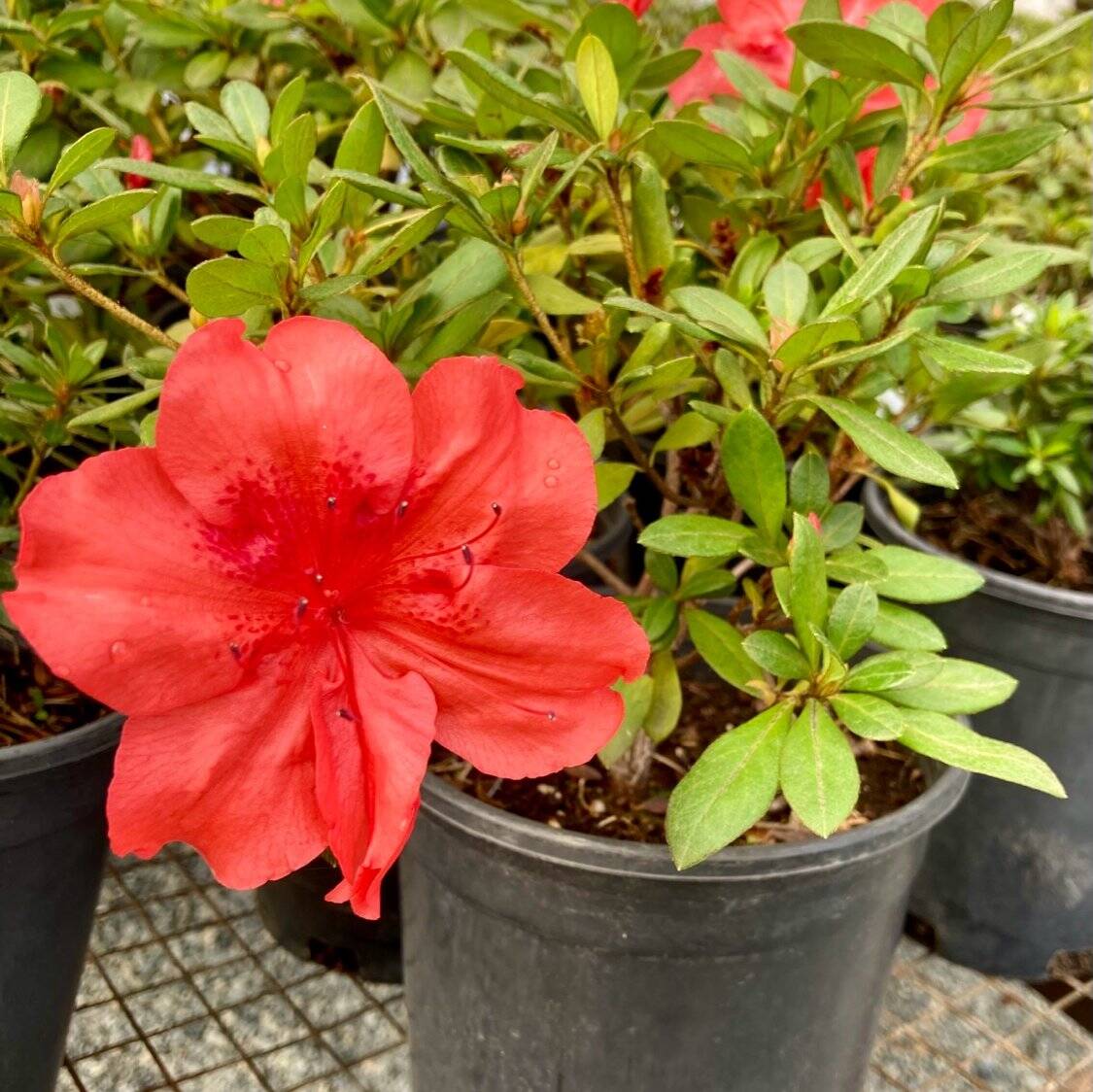 Satsuki Azalea | Bonsai Northwest